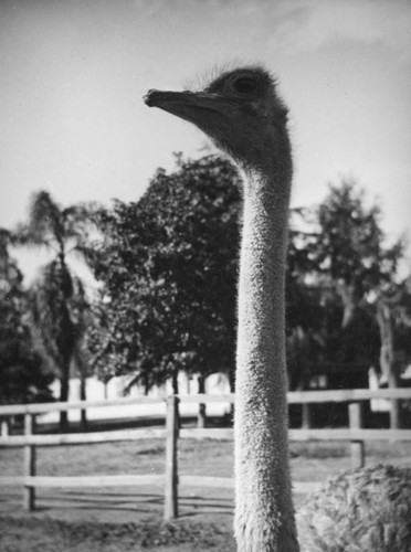 Female ostrich at Lincoln Park