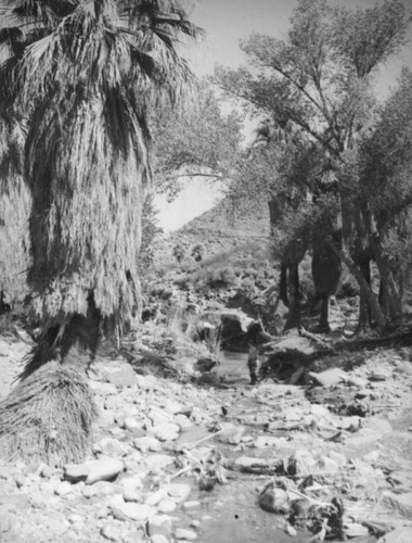 Palm Canyon area creek