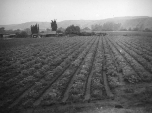 San Diego farm