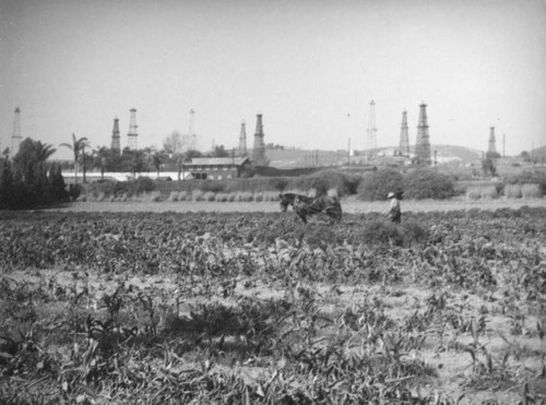 Plowing a field in front of Montebello oil wells