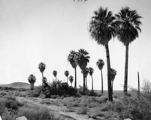 Panorama of the desert