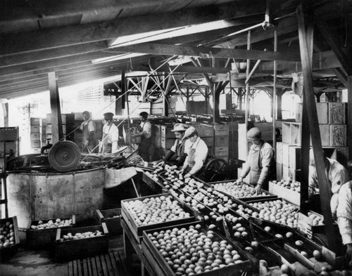 Lemon processing plant