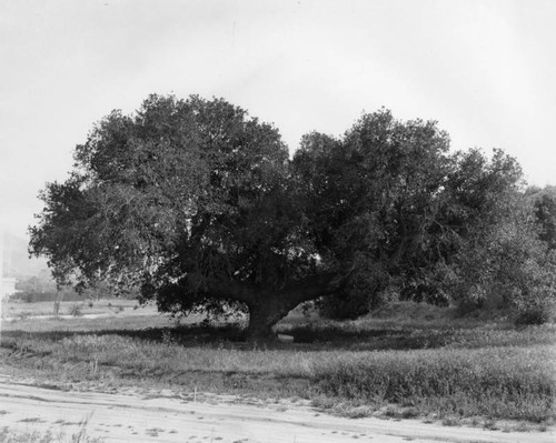 Tree at the Catalina Verdugo adobe