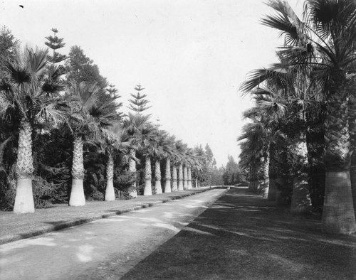 Lincoln Park palm walk