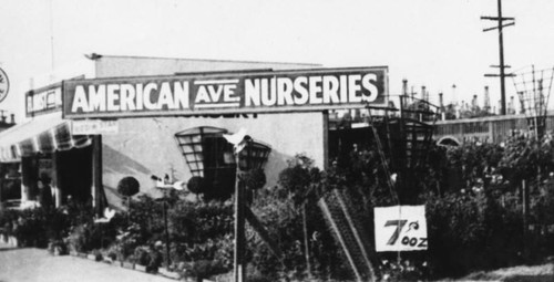 American Avenue Nurseries