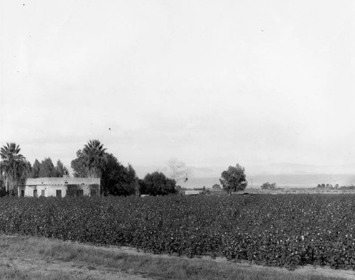 California cotton field