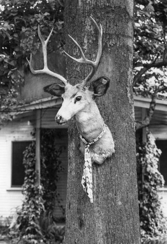 Deer head on tree poses Valley puzzle