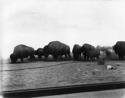 Buffaloes through window