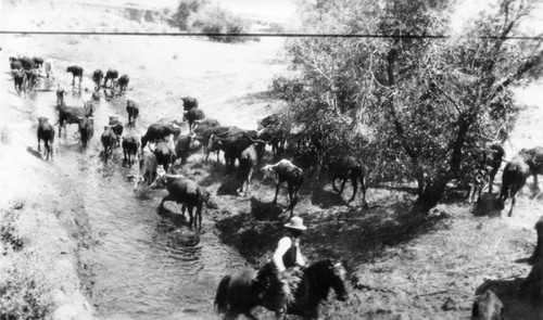 Cattle crossing river