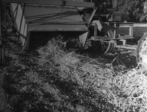 Lima bean thresher closeup