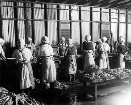 Tuna cannery workers