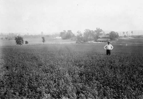 Large field of alfalfa