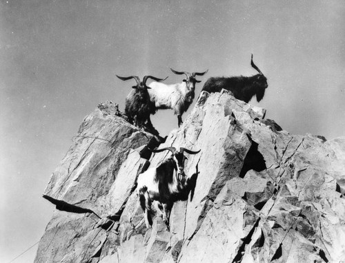 Mountain goats