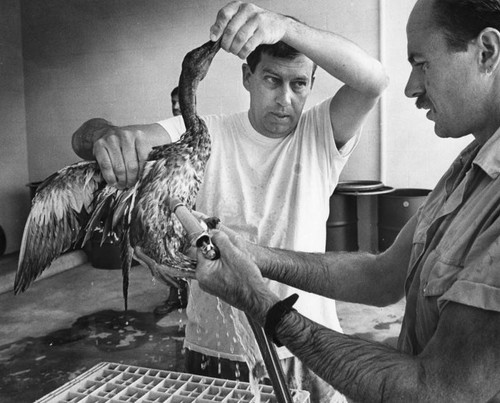 Oil soaked ducks get a bath