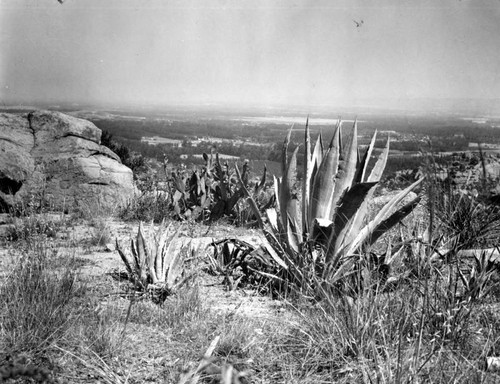 Cacti at Iverson Movie Ranch