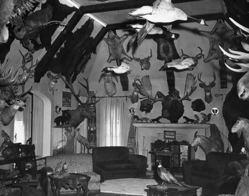 House with taxidermy specimens