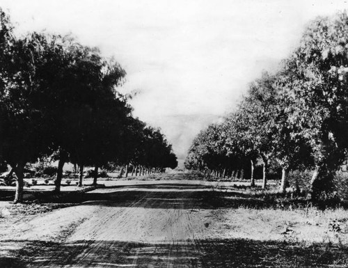 Wilcox Avenue in 1901