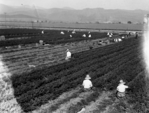 Harvesting carrots