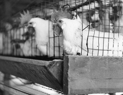 Chicken coop interior