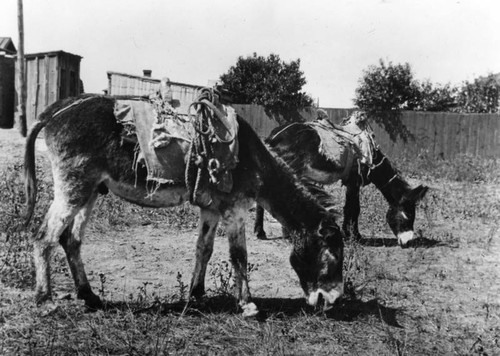 Donkeys grazing