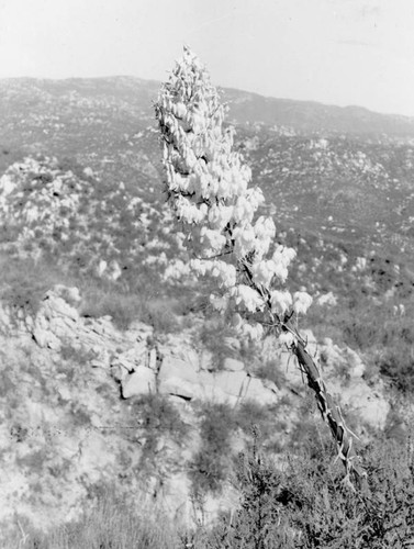 Yucca plant