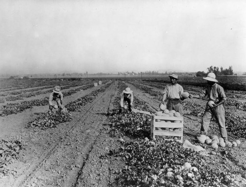 Field of cantaloupe