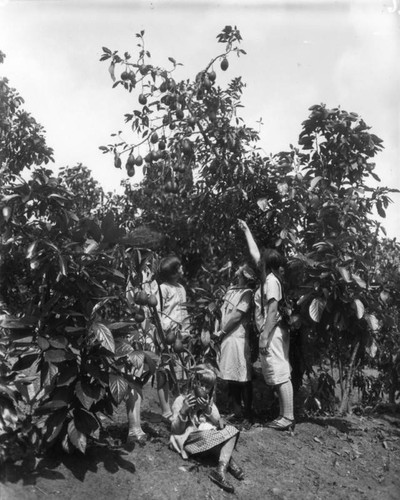 Avocados on tree, view 1