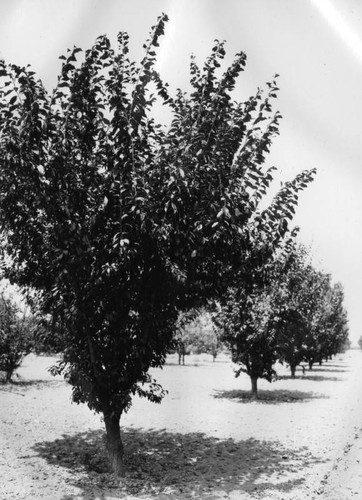 Plum trees