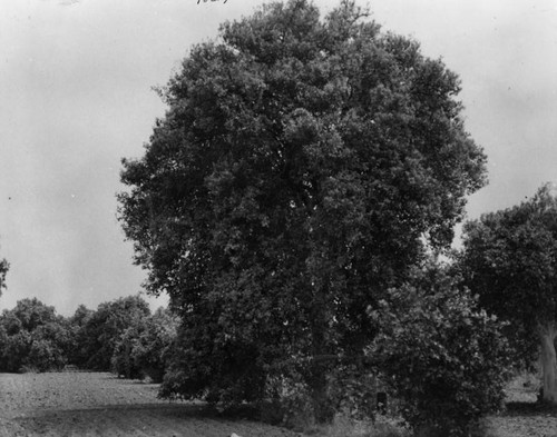 San Bernardino orange tree