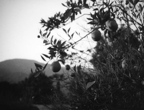 Close-up of oranges, Glendora