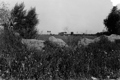 Convento Building and trees, San Fernando Rey de Espan~a Mission