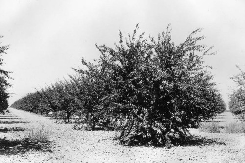 Apricot orchard