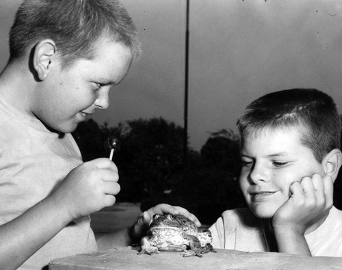 Youths enter frog in contest