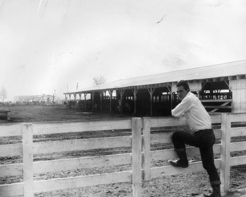 Truck yard ousts cows