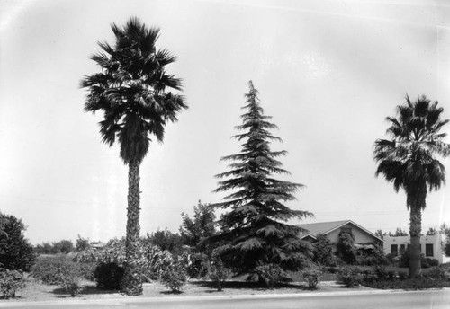 One-acre farm in Van Nuys