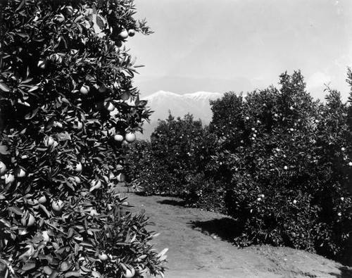 Orange groves and snow