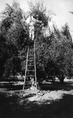 Picking olives