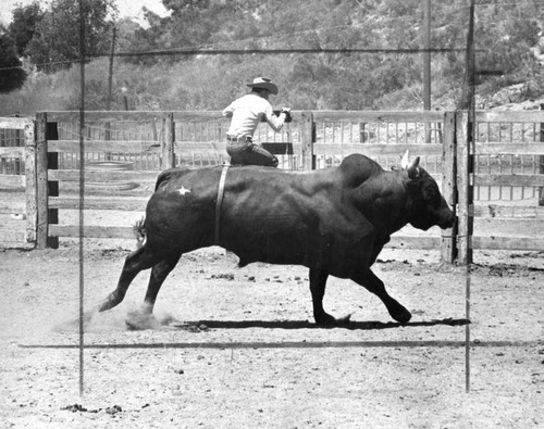 Newhall Rodeo, riders better than ever