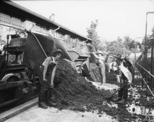 Women working in Gausti vineyard, view 10