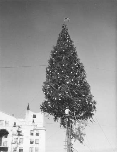 Christmas trees high up in Los Angeles, view 2