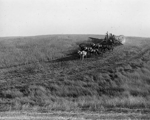 Harvesting wheat