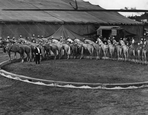 Circus horses