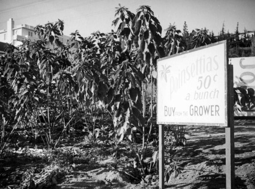 Poinsettia farm sign and the Doheny Courtyard Apartments