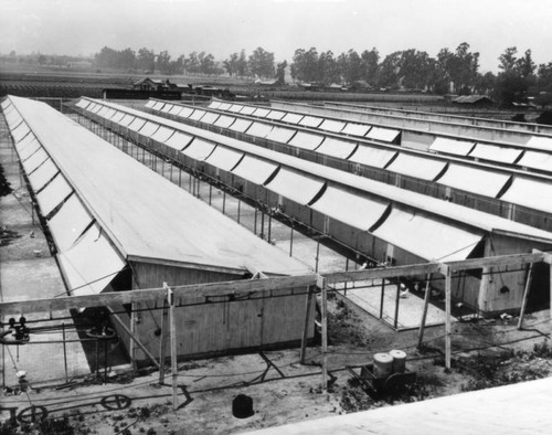 Chicken houses