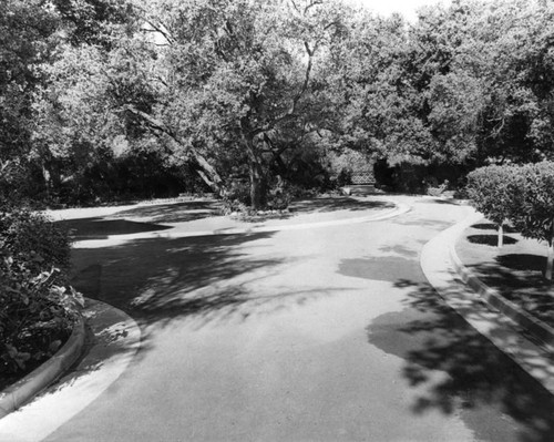 English Oaks, Arcadia