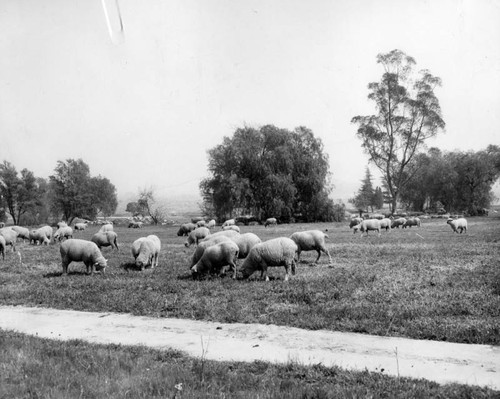 Valley's grazing land diminishing