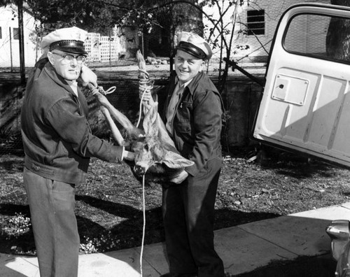 Shelter personnel animal protectors