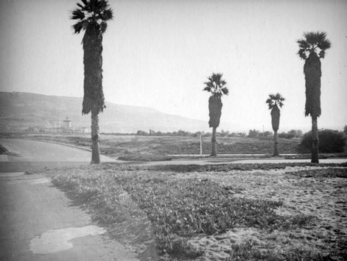 Vacant lot lined with palm trees