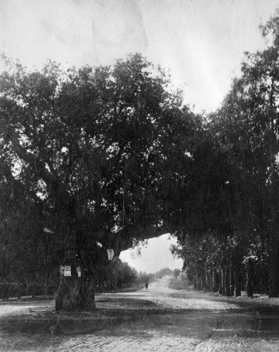 Orange Grove Ave. tree in Pasadena