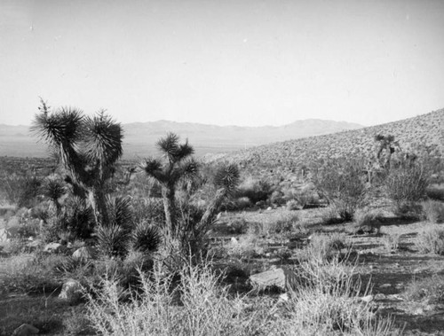 Mojave Desert vista